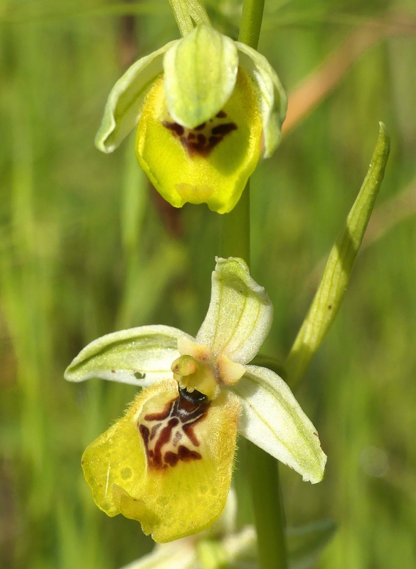 Ophrys lacaitae tra introgressioni e forme ibride  Molise 2023.